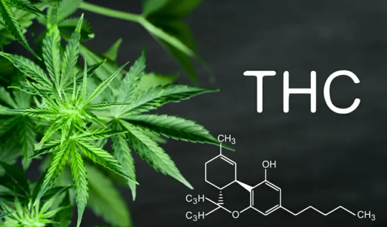 Wana Gummies start time