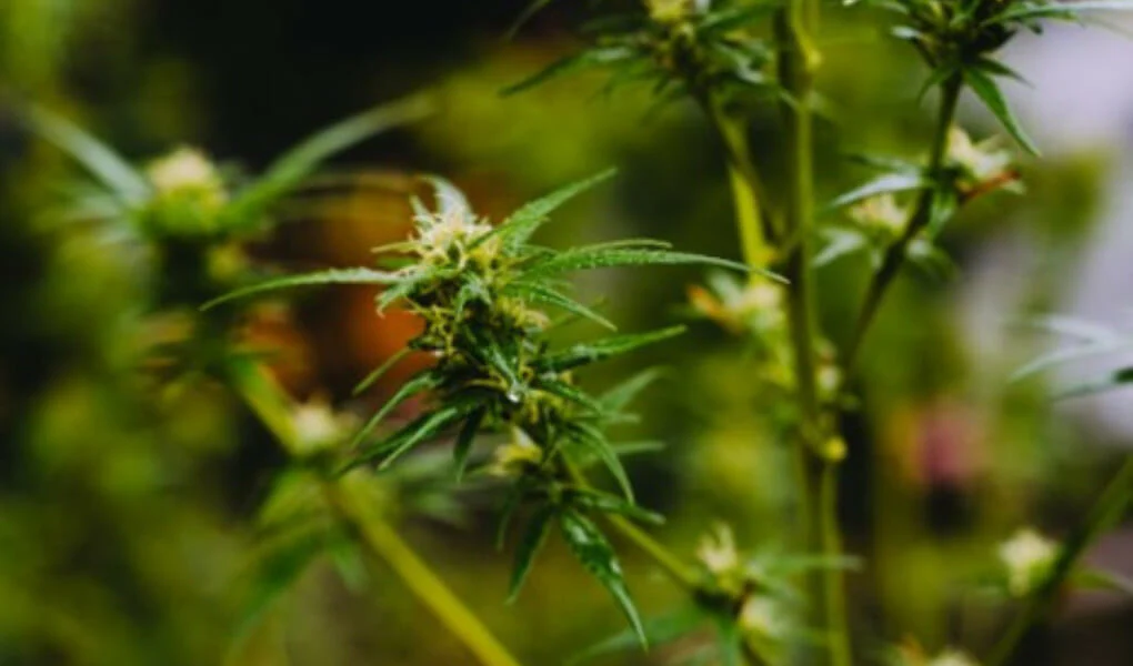 Edibles effects duration